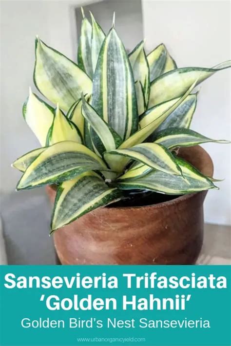 15 Sansevieria Varieties Snake Plant To Identify Your Type Artofit