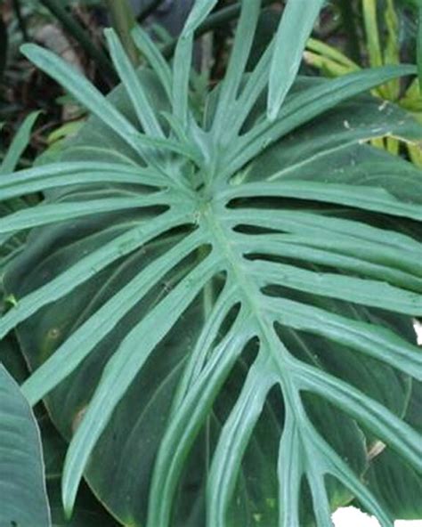 Skeleton Leaf Philodendron Elegans 4in 6in 8in 10in Etsy