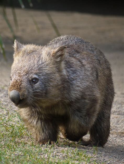 Wombat | Wombat, Australian animals, Fur babies