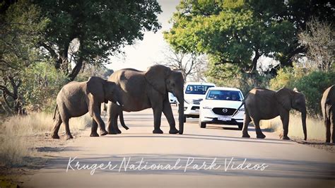 Elephants Blocking The Road In Kruger Park Youtube