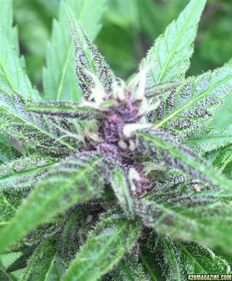 Good Purple Strains?