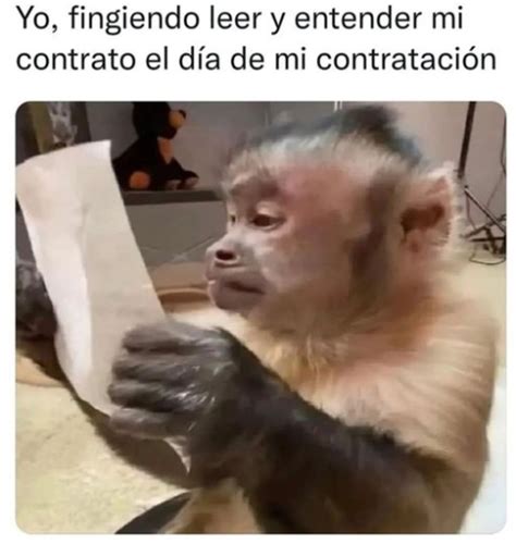 Yo Fingiendo Leer Y Entender Mi Contrato Pintzap