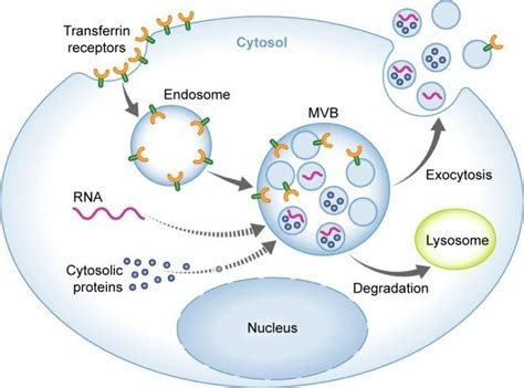 Exosome Diagram