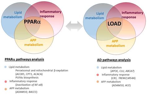 Cells Free Full Text Alzheimer’s Disease A Lipid Story Involvement Of Peroxisome