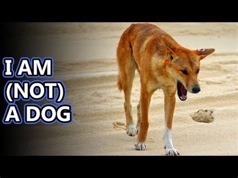 Dingo facts: is a dingo a dog? | Animal Fact Files - YouTube | Animal ...