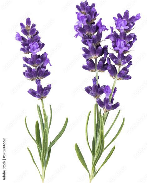 Png Lavender Flower Isolated Transparent Background Stock Photo Adobe