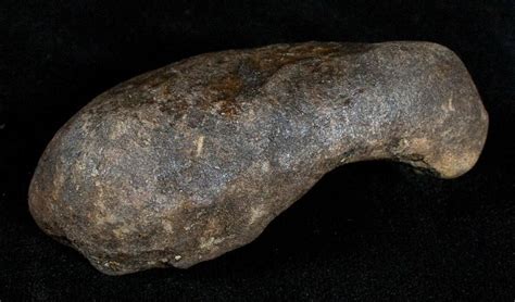 Fossil Cetacean Whale Ear Bone Miocene 3497 For Sale