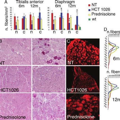 Effects Of Treatment Of SG Null Mice With HCT 1026 Or Prednisolone