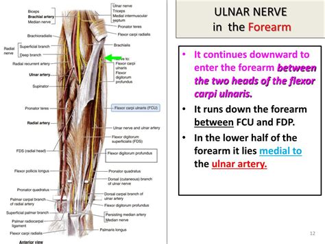 Ulnar Nerve Forearm