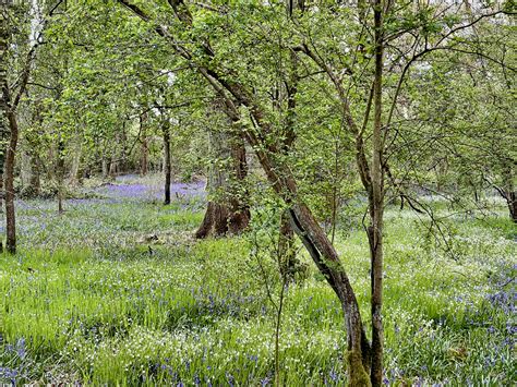 Bluebells Cowslip And Stitchwort In Gutteridge And Ten Acre Woods Perivale Park London