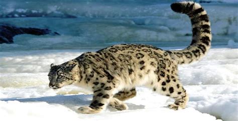 Wildlife in Leh Ladakh | Famous National Parks & Sanctuaries