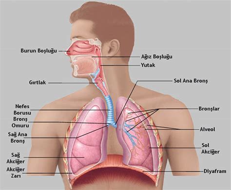 Biyolojisitesi Net Solunum Sistemi Solunum Sistemi Organlar