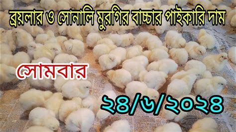 24 June ️ আজকের মুরগির বাচ্চার পাইকারি বাজার দর 🐥 ব্রয়লার ও সোনালি