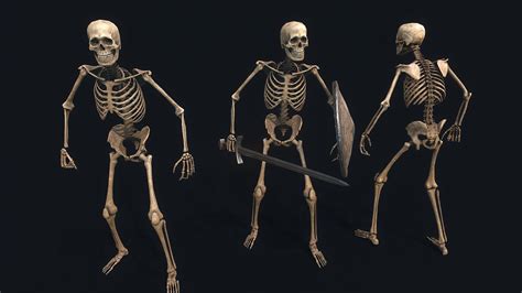 Medieval Skeleton