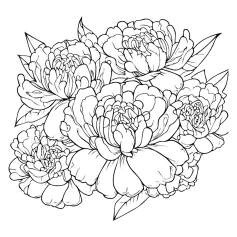 Premium Vector Peony Flower Outline Line Drawing Peony Illustration