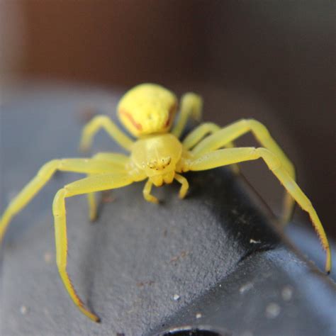 The 5 Most Common Spiders In New York Homes Knockout Pest Control