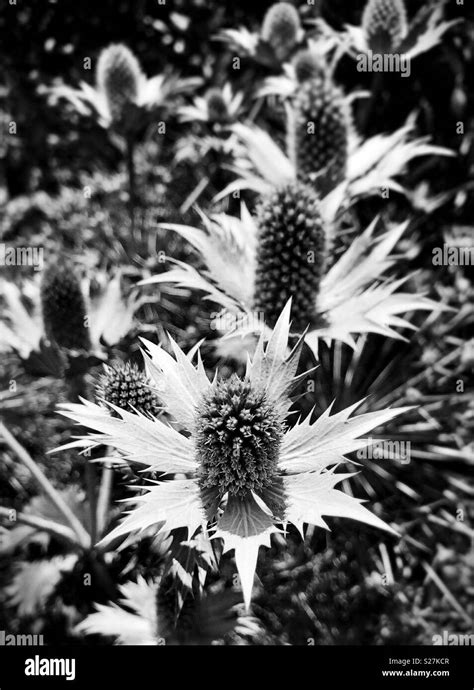 Thistle plant Black and White Stock Photos & Images - Alamy