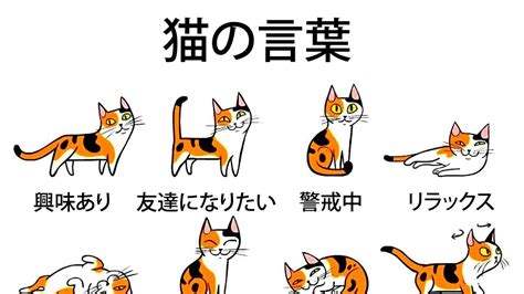 飼い猫の気持ちがもっとよく分かるようになる5つのヒント 猫の行動 気持ち 猫