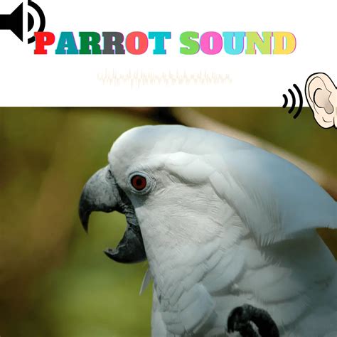 Parrot Sound Parrot Sounds And What They Mean