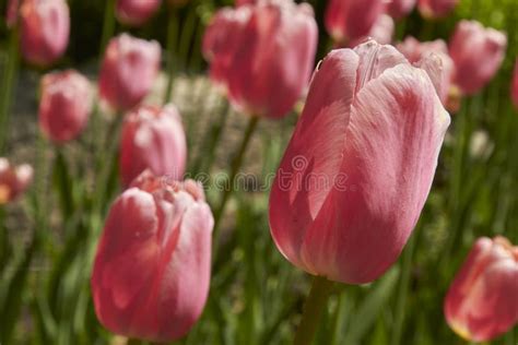 Spring Tulips in a Garden in the Sunshine Stock Image - Image of season, flora: 171552657