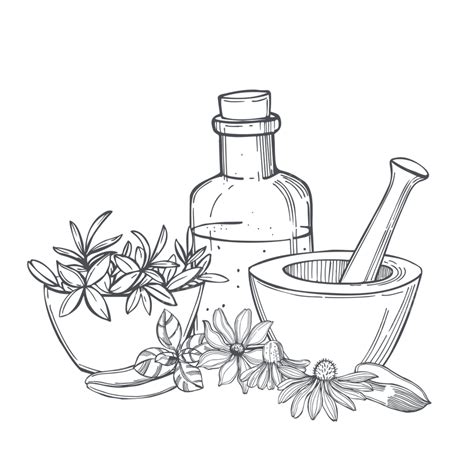 Hand Drawn Medicinal Herbs Medicine Spice Illustration Png And