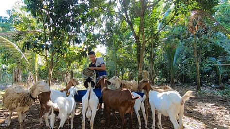 TIPS KUNG PAANO TURUAN KUMAIN NG SILAGE ANONG DAPAT GAWIN PARA KUMAIN