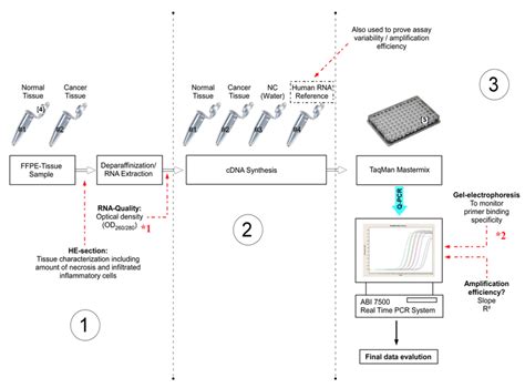 Real Time Pcr Diagram