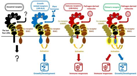 Immunity Related Lrr Rlps And Image Eurekalert Science News Releases