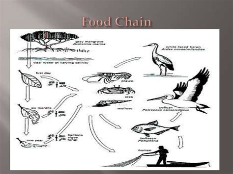 PPT - Mangrove Swamps PowerPoint Presentation - ID:2506141