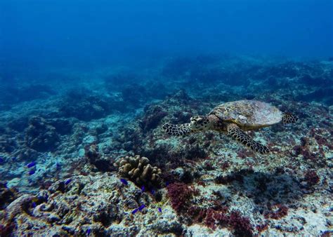 Hawksbill Sea Turtle Habitat Hawksbill Sea Turtles Help Save