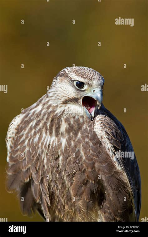 Indian Falcons Bird Hi Res Stock Photography And Images Alamy