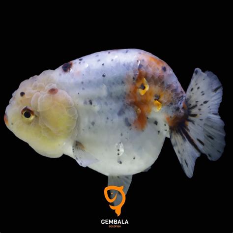 Jual Ikan Mas Kokigoldfish Lionchu Calico Bluebase Shopee Indonesia