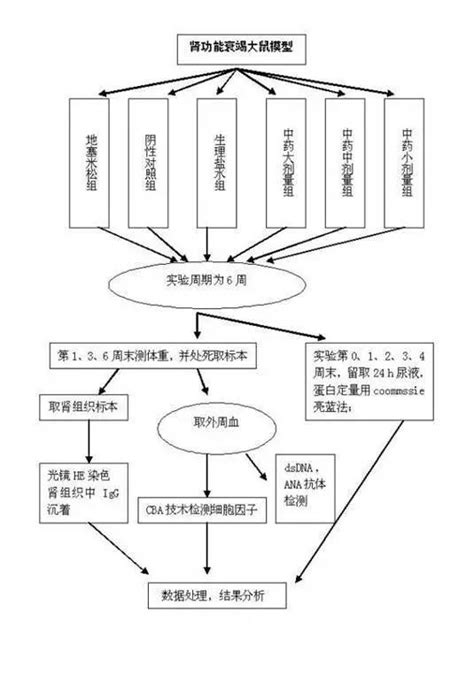 实验设计技术路线图实验设计技术路线图分享展示