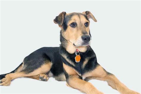 List Of German Shepherd Mix Breeds | PETSIDI