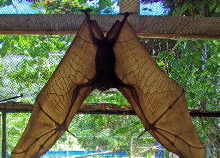 Giant Golden Crowned Flying Fox Project Noah