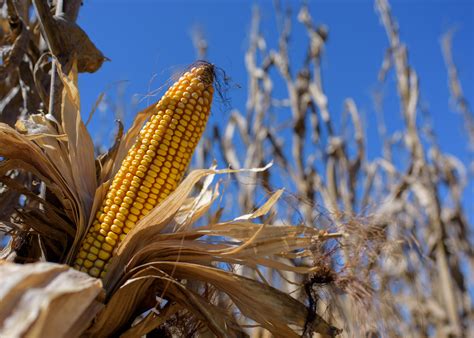 Corn Harvest Ahead Of Schedule Yields High Mississippi State