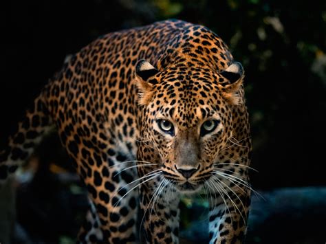 Leopard Facts Info Video And Pictures Learn More