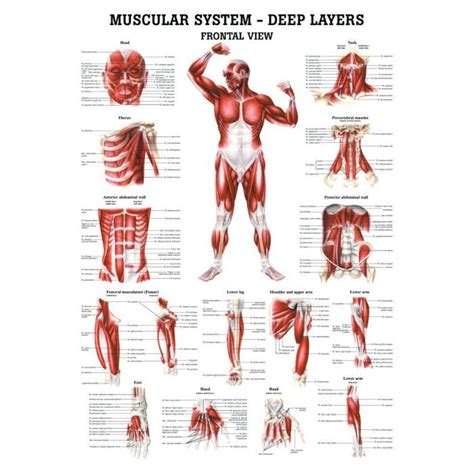 The Muscular System Deep Layers Front Laminated Anatomy Chart