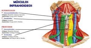 Aprenda todo sobre los Músculos Infrahioideos y Suprahioideos músculos