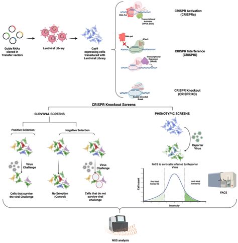 Schematic Of Different Types Of Crispr Screens To Identify Virus Host Download Scientific