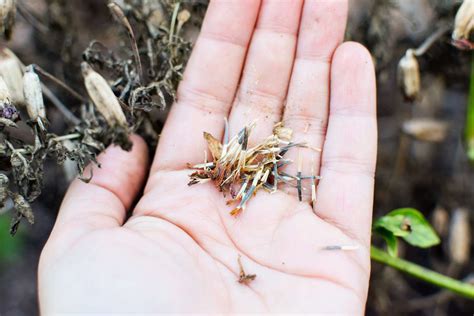 How To Harvest And Save Marigold Seeds