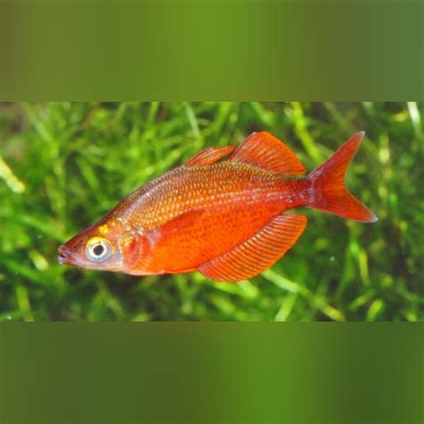 Red Irian Rainbow Fish