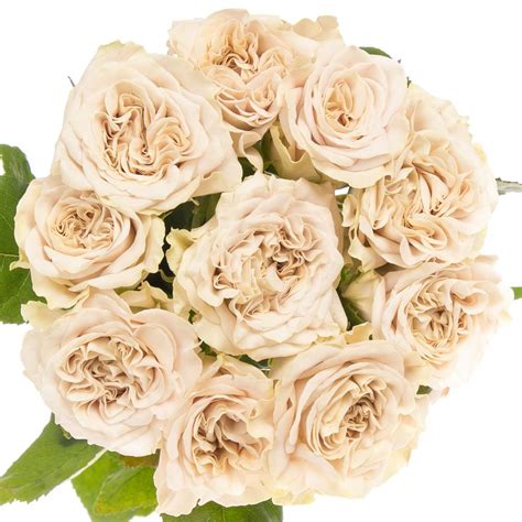 Rose Lachs Westminster Abbey Gef Llt Cm Garten Gef Llt Rosen Heyl