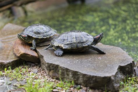 Animales Compatibles Con Tortugas De Agua Guía Completa