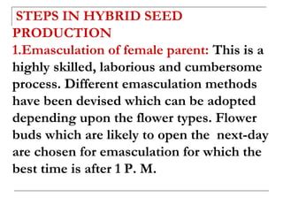 Cotton Hybrid Seed Production Ppt