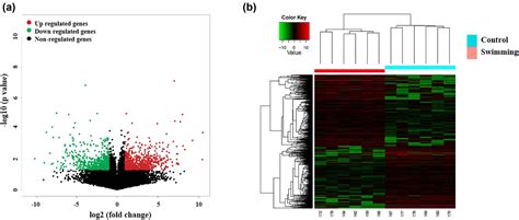 Swimming Attenuates Tumor Growth In Ct Tumor Bearing Mice And