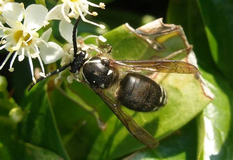 Wasp: Black Wasp Sting