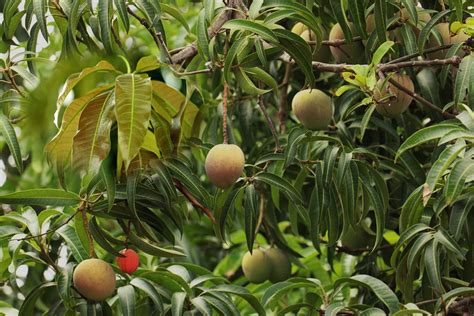 Mango Leaves For Diabetes And Other Conditions Healthylife Werindia