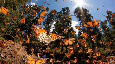 Cinco Datos Curiosos Sobre Medio Ambiente Descubriendo Maravillas