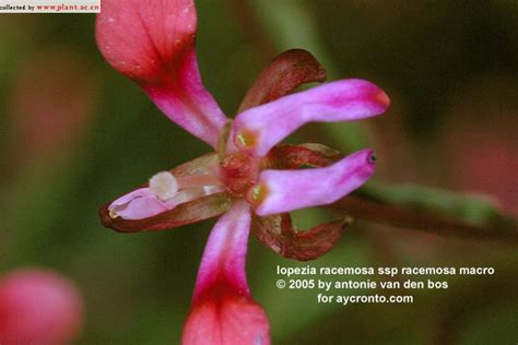 Lopezia Racemosa Ssp Racemosa Cav